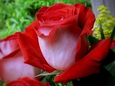 flower a day roses 6.jpg