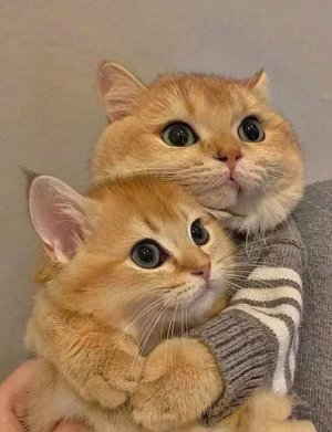 sweater cat hugs.jpg