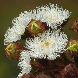 Dwarf Apple Gum.jpg