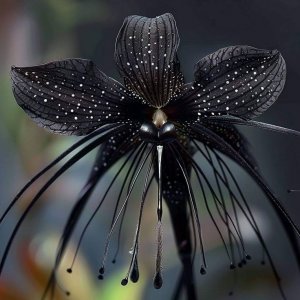 Blackbatflower.jpg