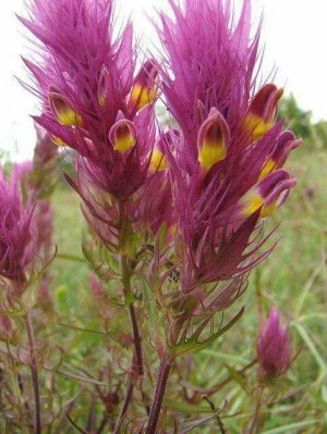 field cow-wheat.jpg