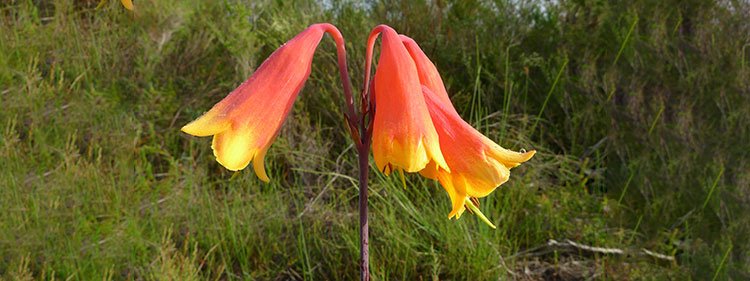 Christmas Bells.jpg