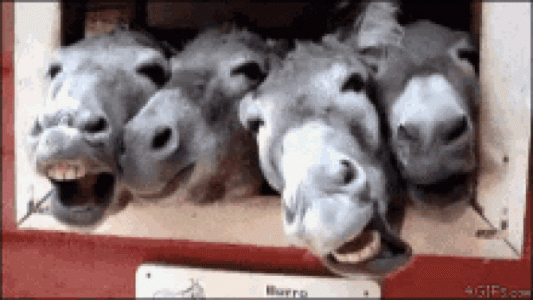 1000007964.gif