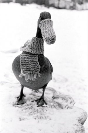 animal5.jpg