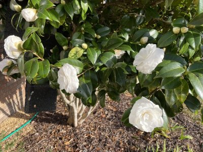 IMG_1717.jpeg IMG_1717.jpeg