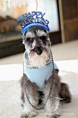 49bcca327bc9db916f8770d07ac90f56--black-schnauzer-dog-signs-4194096378.jpg