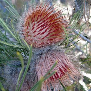 shaggy banksia.jpg