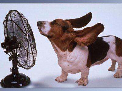 Bassett & fan.jpg