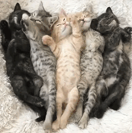 tumblr_9c18876a905a4a07d982a3c6cfbe08b3_12049c53_400.gif.gif