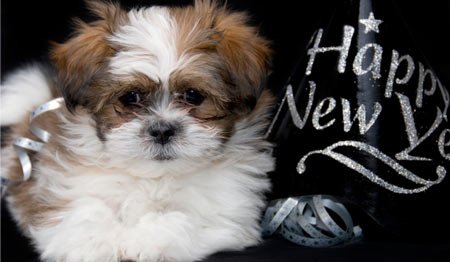 ejan_ny_happy_mtl_04.jpg
