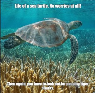 turtle.jpg