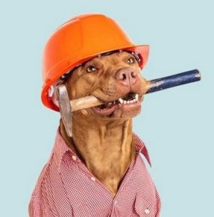 contractor dog.jpg