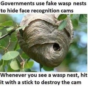 wasps.jpg