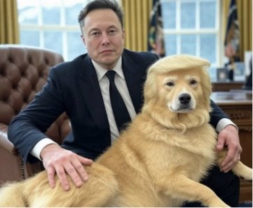 Lapdog.jpg