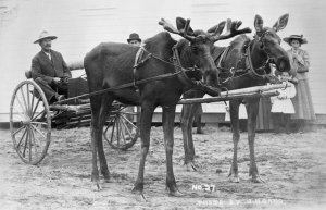 drawn-cart-moose-12.jpg