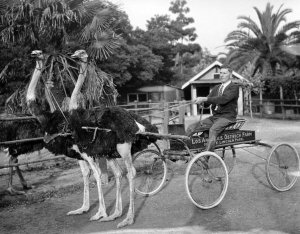 Los Angeles Ostrich Farm (1).jpg