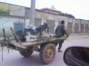 funny-picture-donkey-cart.jpg