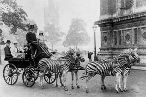 zebra pulling cart.jpg