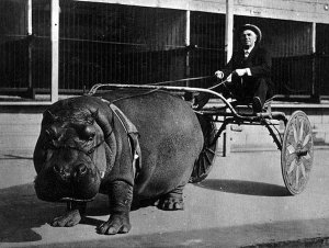 hippo pulling cart.jpg