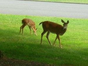 deer and fawn2 (800x600).jpg