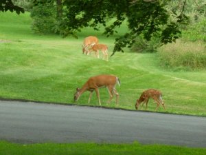 deer and fawns (800x600).jpg