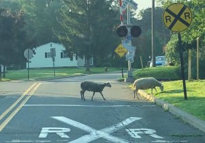 Hackettstown+Sheep+3.jpg