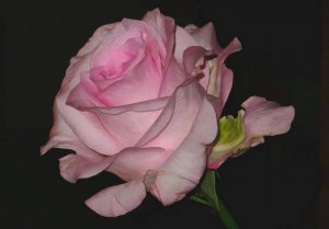 picpinksinglerose.jpg