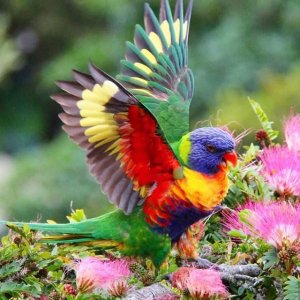bird.JPG