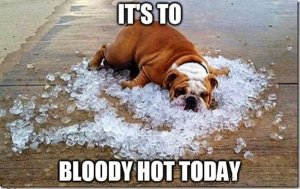 its-to-bloody-hot-today.jpg