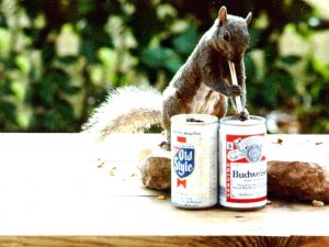 squirrel-drinking-beer.jpg