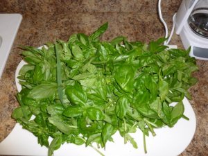 Basil (800x600).jpg Basil (800x600).jpg