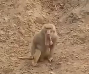 rare baboon.jpg