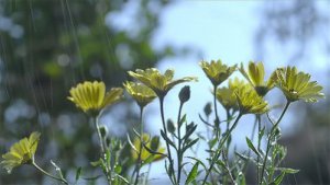 flowers.jpg