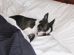 dog-sleeping-bed-funny-animal-photos-27__605.jpg