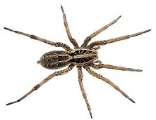 house spider.jpg house spider.jpg