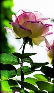 purpleyellowrose.jpg