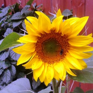 Sunflower.jpg