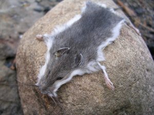 little_grey_mouse___close_up_by_fossilfeather.jpg