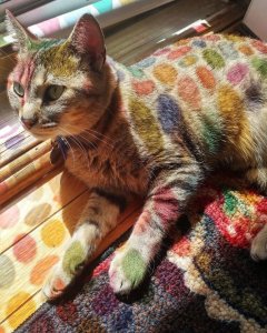 cat.jpg