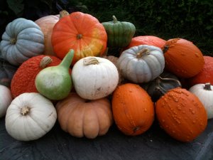 pile-of-pumpkins-horiz-web.jpg