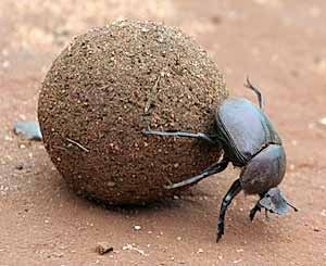 Dung Beetle.jpg
