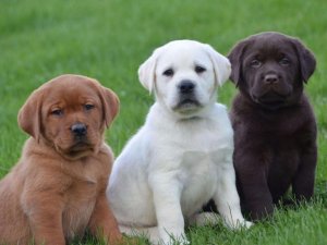 labrador-puppies.jpg