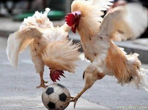 roosters.jpg
