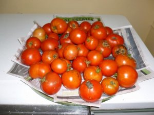 tomatoes (800x600).jpg tomatoes (800x600).jpg