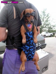 perfect-carrier-for-dog.jpg