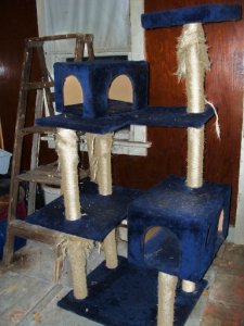 cat tree.jpg cat tree.jpg