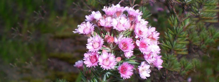 Featherflowers.jpg