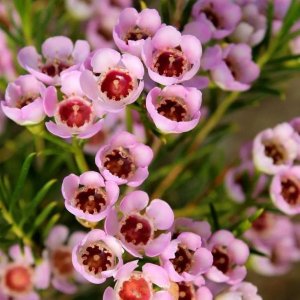 waxflower.jpg