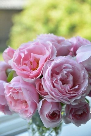 flower a day pinkies.jpg flower a day pinkies.jpg