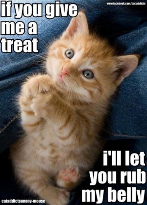 cat.jpg